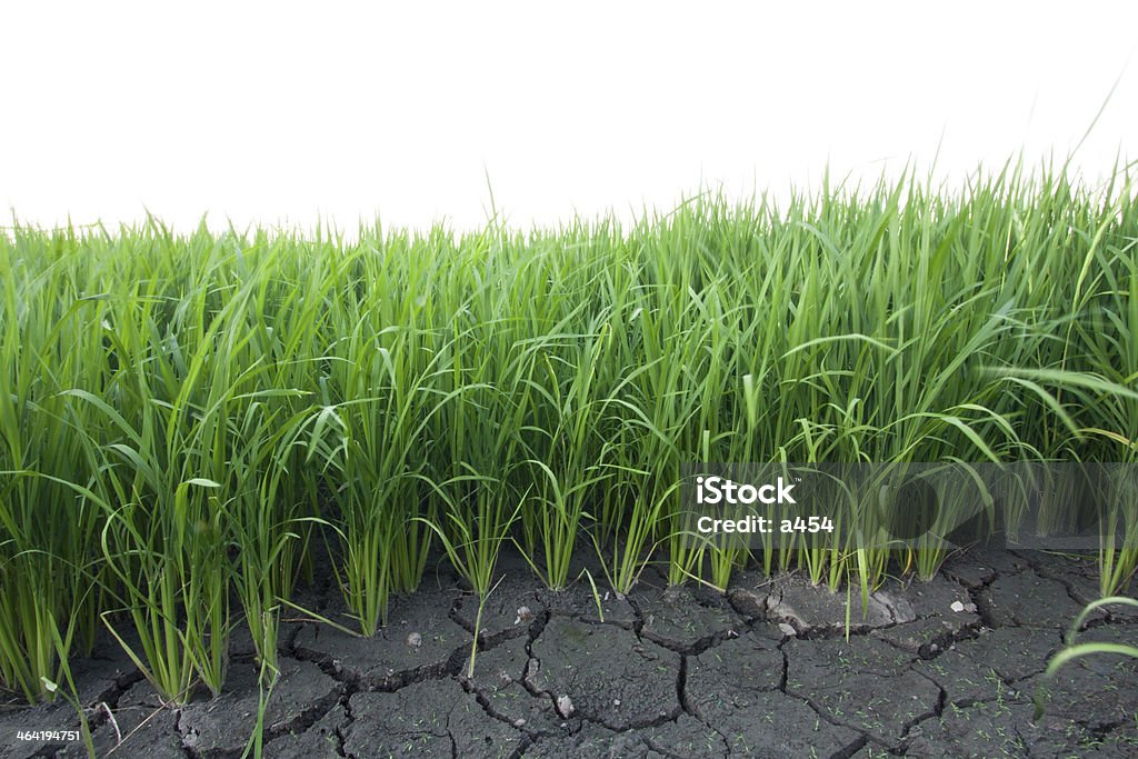 Seedlings of rice. Rice seedlings were grown to a spike. The food is consumed Agriculture Stock Photo