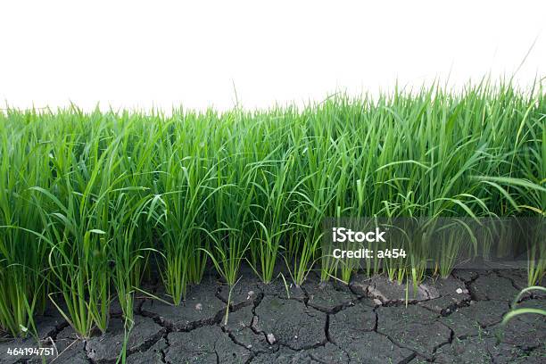 Seedlings Of Rice Stock Photo - Download Image Now - Agriculture, Asia, Backgrounds