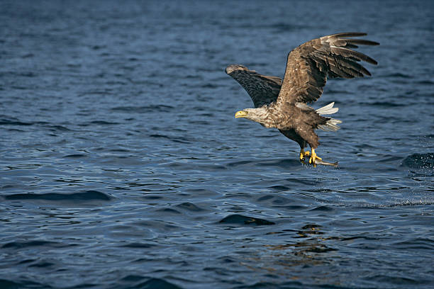 istock White-tailed sea-eagle, Haliaeetus albicilla 464197451