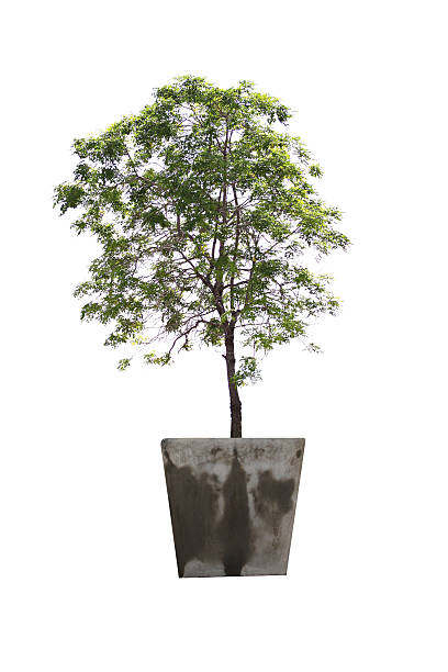 Tree in potted. Tree in potted on white background. formal garden flower bed gardening vegetable garden stock pictures, royalty-free photos & images