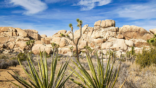 istock Joshua Tree National Park 464198045