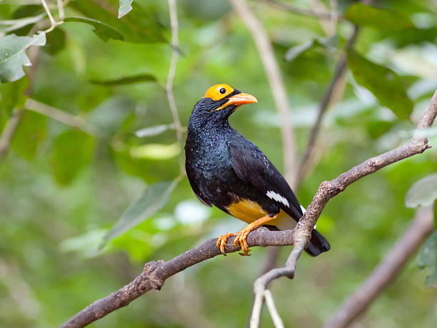 istock Bird golden-crested myna. 464198107
