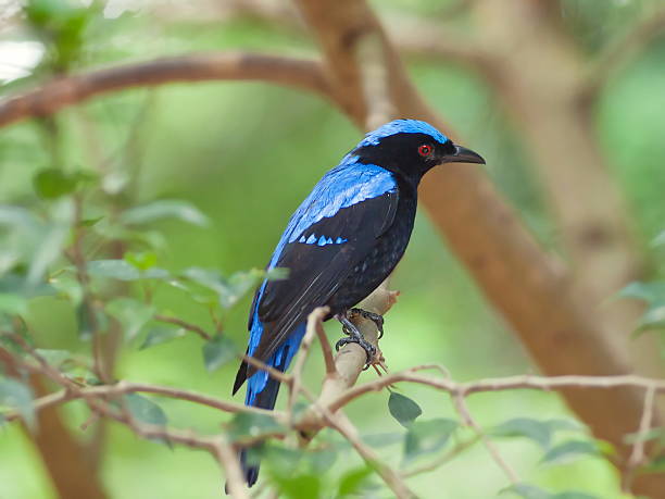 istock Asian Fairy Bluebird . 464198119