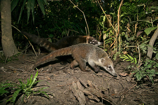 istock White-nosed coatimunda, Nasua narica, 464198767