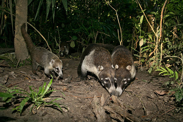 istock White-nosed coatimunda, Nasua narica, 464198799