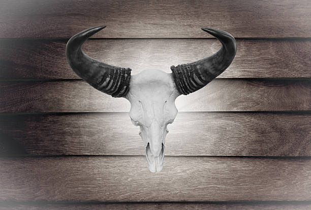 istock Closeup skull cow on wooden wall 464199553