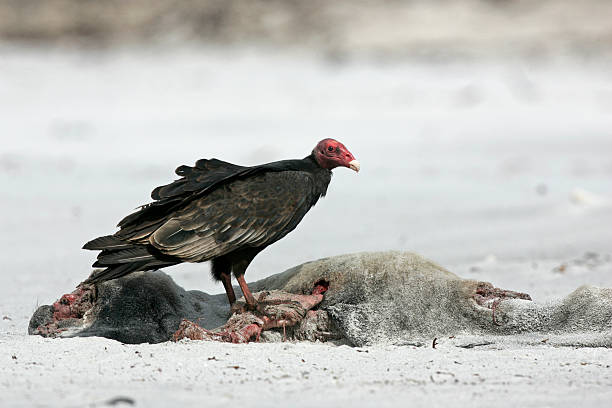 istock Turkey vulture,  Cathartes aura 464200307