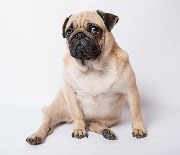Funny Pug Funny Pug at white backgroundBeautiful Pug  fat ugly face stock pictures, royalty-free photos & images