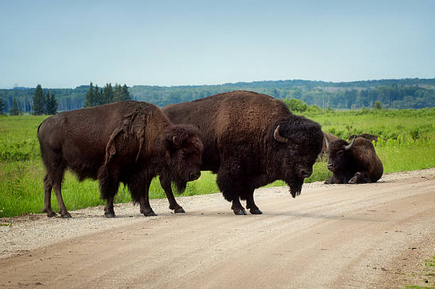Plains Bison - Riding Mountain National Park, Manitoba Three plains bison block the road at Lake Audy in Riding Mountain National Park, Manitoba. creighton stock pictures, royalty-free photos & images