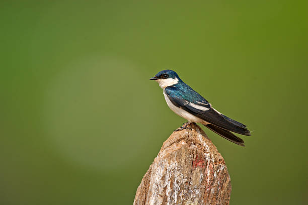 istock White-winged swallow, Tachycineta albiventer 464201095