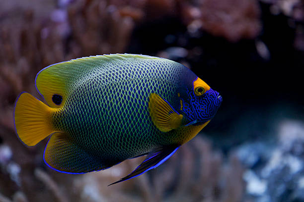 pomacanthus xanthometopon - beauty in nature coral angelfish fish fotografías e imágenes de stock