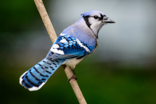 Bird Blue-gray tanager (Thraupis episcopus) is a medium-sized South American songbird. Minca, Sierra Nevada de Santa Marta Magdalena department. Wildlife and birdwatching in Colombia.