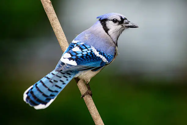 A bright colored bluejay on a limb