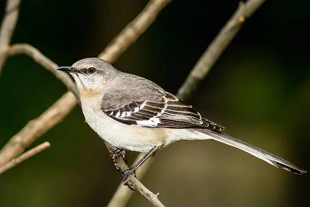 Photo of Northern mockingbird