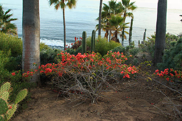 istock Laguna Beach natural garden 464202023