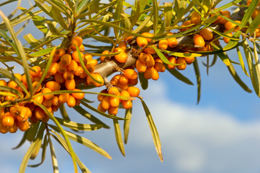 Common sea-buckthorn in autumn typical for this plant is a high content of vitamin C.