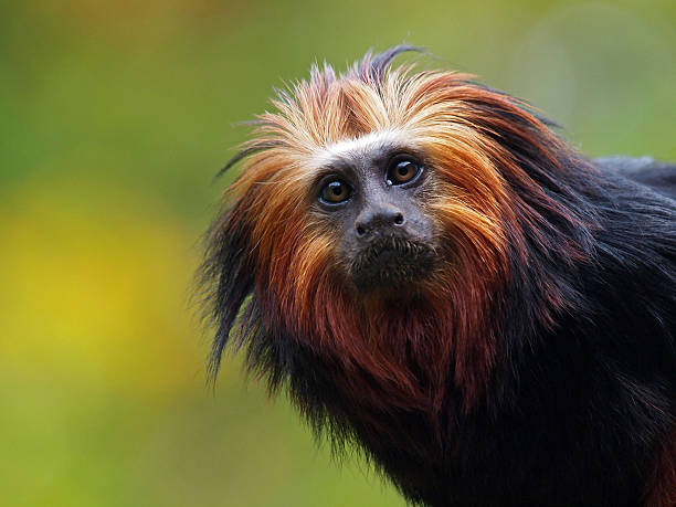 lion tamarin - tamarin neuweltaffen und hundsaffen stock-fotos und bilder