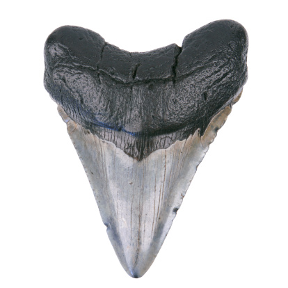 Prehistoric Megalodon Shark Tooth Fossil - Artifact Isolated
