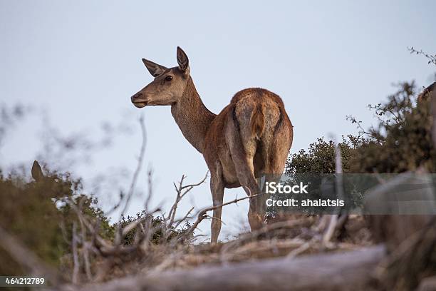 Wild Deer On The Mountain Stock Photo - Download Image Now - Animal, Animal Wildlife, Attica - Greece