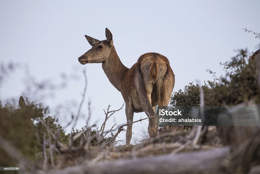 Veado selvagem na Montanha - Royalty-free Animal Foto de stock