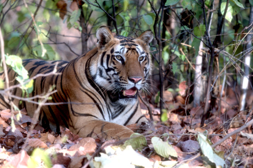 The South China Tiger under tree