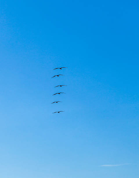 stormo di pellicani in-the-sky - bird animal flock of birds number 6 foto e immagini stock