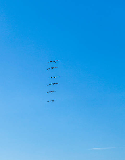 bando de pelicanos in the sky - bird animal flock of birds number 6 - fotografias e filmes do acervo