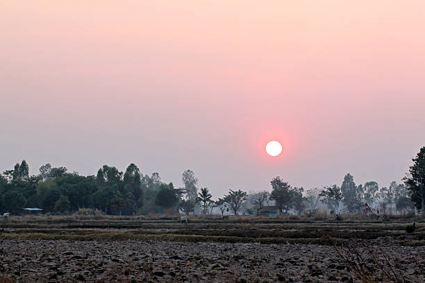 istock sunset at the rice farm. 464218859