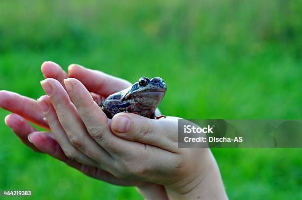 Rana In Mano - Fotografie stock e altre immagini di Rana - Rana, Giardino domestico, Stagno - Acqua stagnante