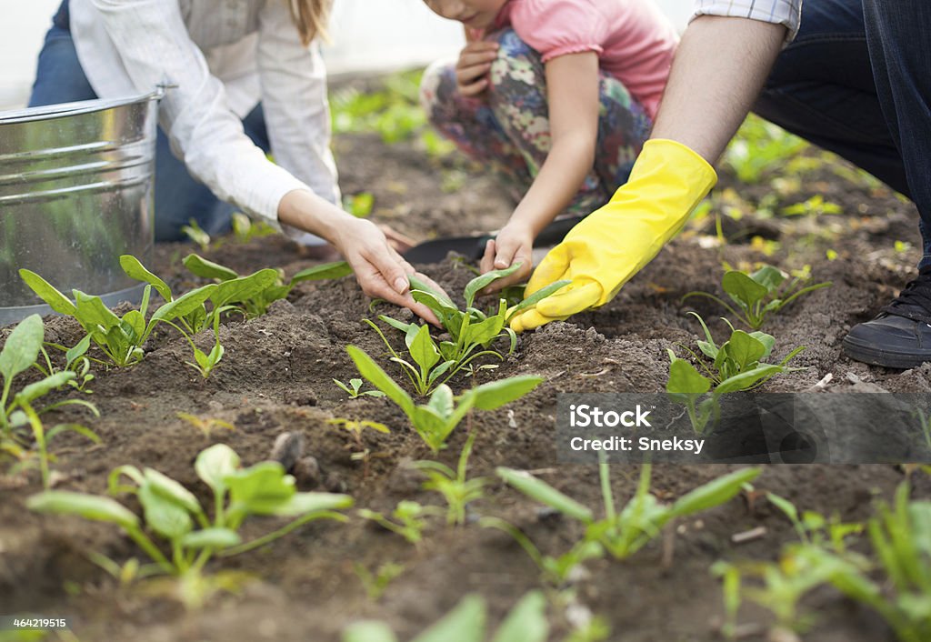 Family planting spinach. Close up. Family planting spinach in their garden. Activity Stock Photo