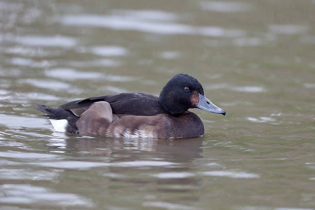 istock Baers pochard, Aythya baeri 464221547