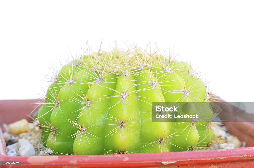 cactuses sobre fondo blanco - Foto de stock de Afilado libre de derechos