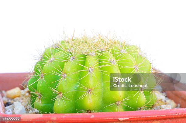 Cactuses Sobre Fondo Blanco Foto de stock y más banco de imágenes de Afilado - Afilado, Alto - Descripción física, Animal doméstico