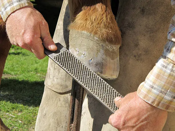 Blacksmith, or equine farrier, fits a horse shoe to a horse's hoof with a rasp.
