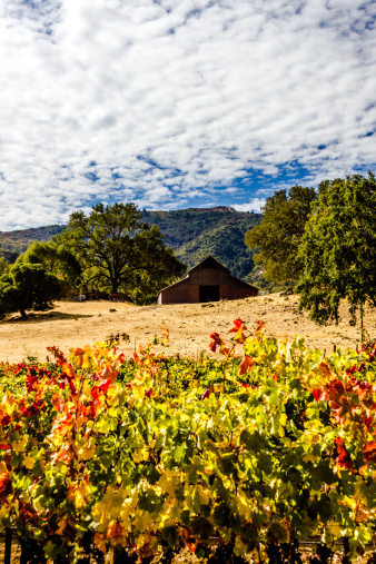 A old barn on a Vineyard overlooking colorful vines of grapes