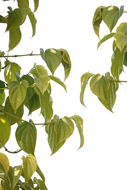 istock Green leaves betel tree of isolated. 464228587