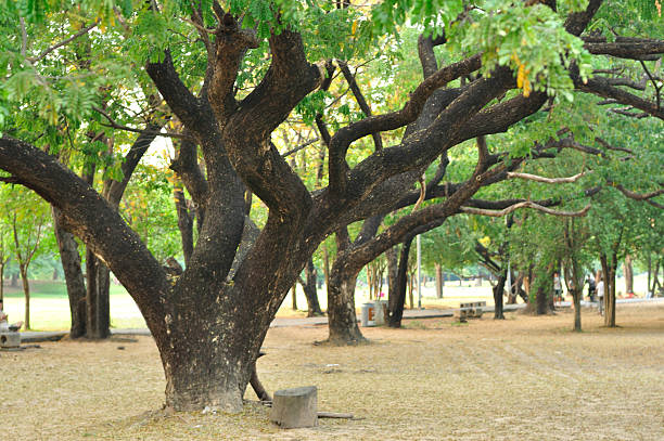 istock Many big trees in public garden 464230063