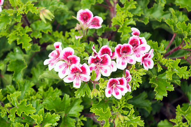 istock Pink and white geranium close up, Flowers 464230571