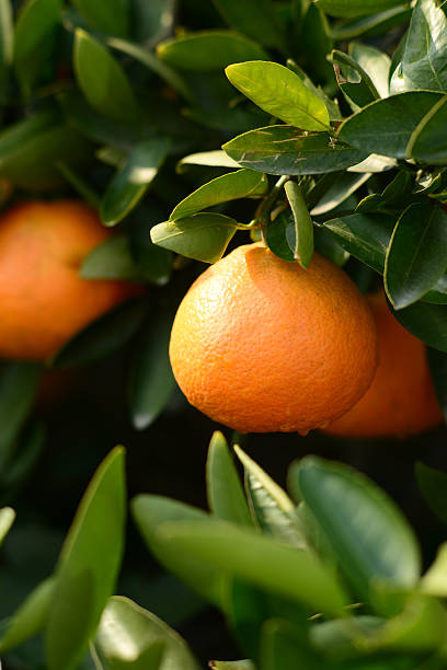 Ripe orange on a tree stock photo