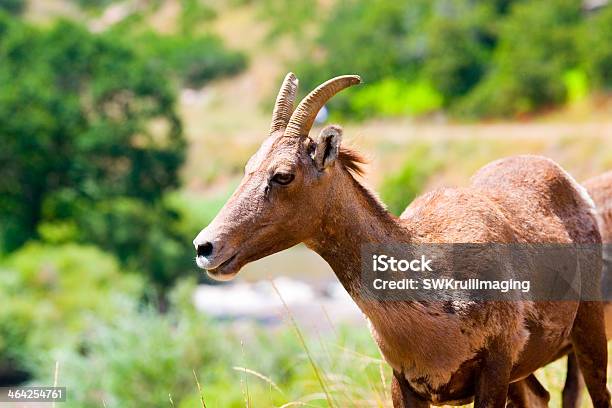 Bighorn Sheep In Waterton Canyon Colorado Stock Photo - Download Image Now - Animals In The Wild, Bighorn Sheep, Animal
