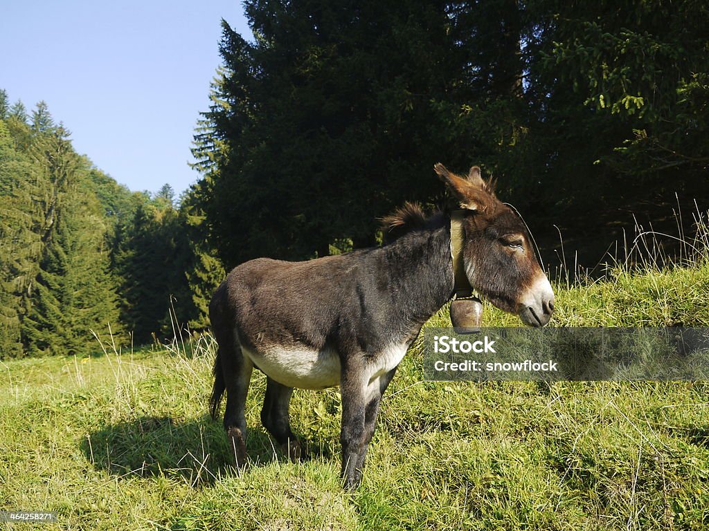 Esel - Lizenzfrei Agrarbetrieb Stock-Foto