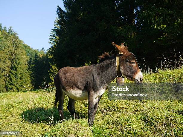 Esel Stockfoto und mehr Bilder von Agrarbetrieb - Agrarbetrieb, Alt, Blau