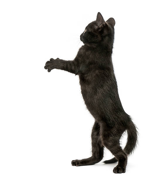 istock Back view of a Black kitten standing on hind legs 464263583