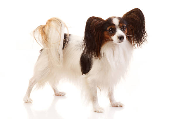 Papillon cane - foto stock