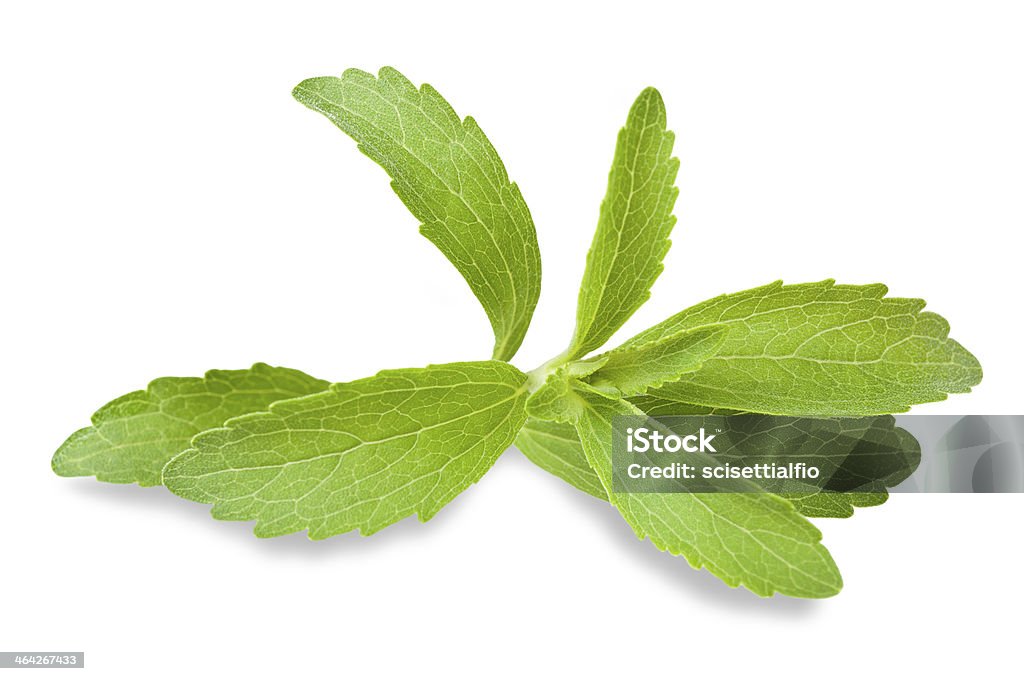 Stevia leaves Stevia leaves isolated on white Branch - Plant Part Stock Photo