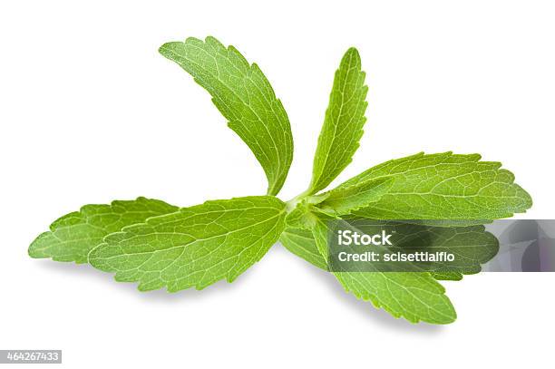 Stevia Leaves Stock Photo - Download Image Now - Branch - Plant Part, Bunch, Bunch of Flowers