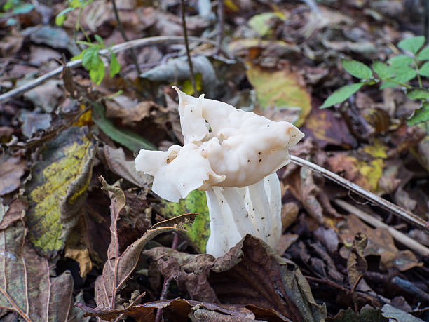 istock White or elfin saddle fungus in autumn 464267635