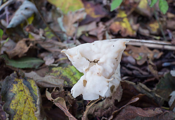 istock White or elfin saddle fungus in autumn 464267675