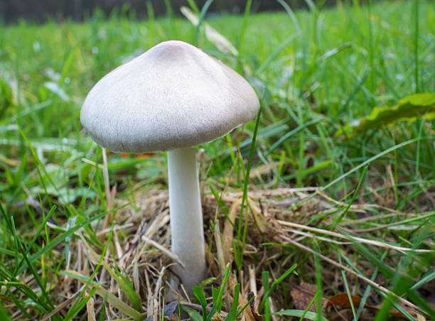 Volvariella gloiocephala or big sheath mushroom Volvariella gloiocephala is alsno known as big sheath mushroom, rose-gilled grisette or stubble rosegill marasmius siccus stock pictures, royalty-free photos & images