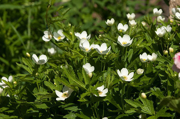 istock Grass flowers Carpenteria. 464268033